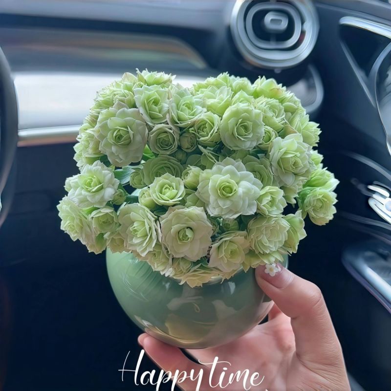 绿巴黎长寿花带花苞开户多肉植物懒人好养办公内阳台绿植花卉