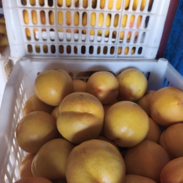 套袋黄油桃大量上市了，个头大颜色好，有意私聊