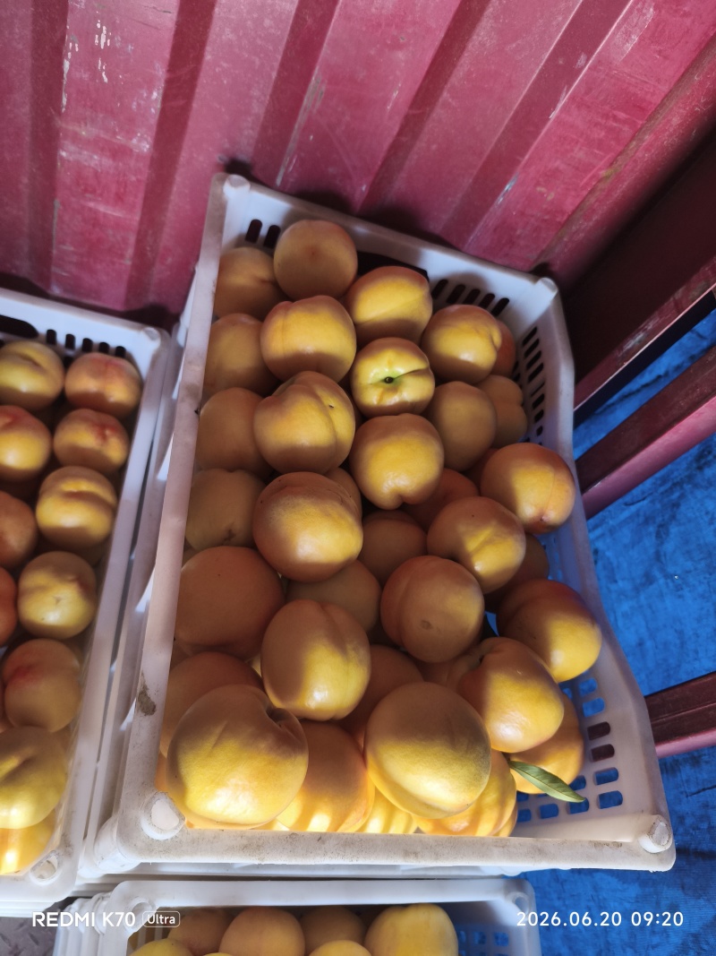 套袋黄油桃大量上市了，个头大颜色好，有意私聊