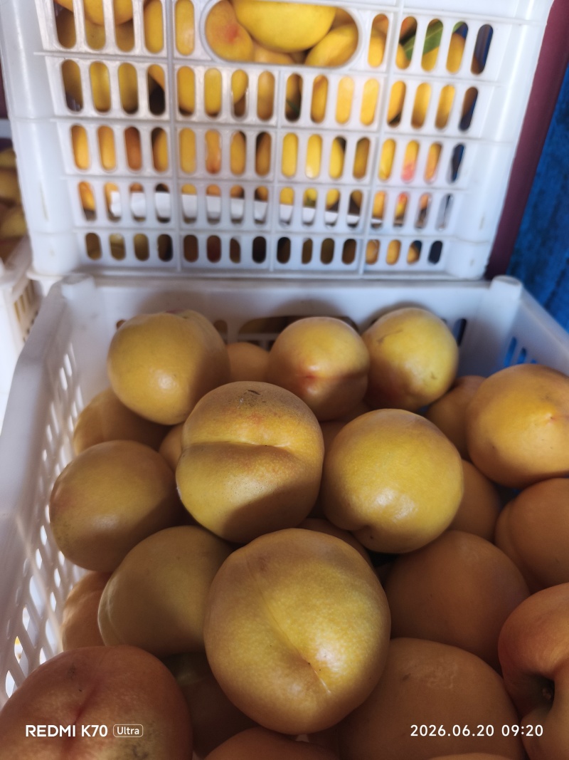 套袋黄油桃大量上市了，个头大颜色好，有意私聊
