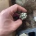 虞美人贵货稀有多肉植物办公室内高档盆栽花卉盆栽组合好养