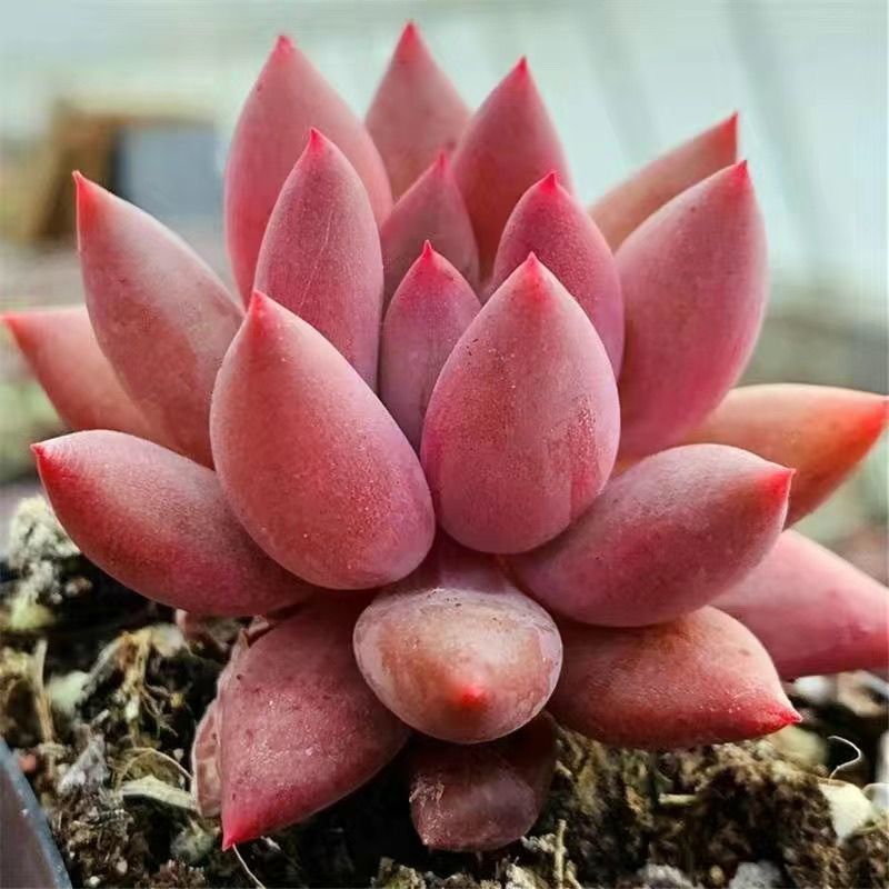 虞美人贵货稀有多肉植物办公室内高档盆栽花卉盆栽组合好养