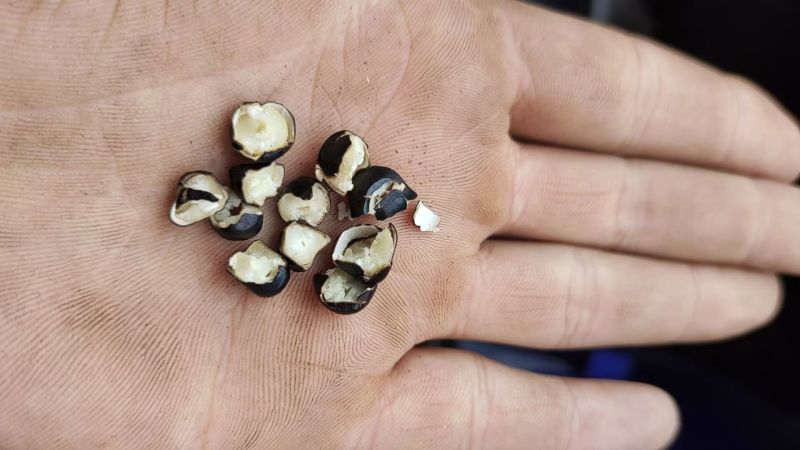 油用牡丹籽24年陈籽