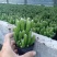 万重山绿植花卉电脑植物防辐射桌面多肉仙人球盆栽掌阳台聚财