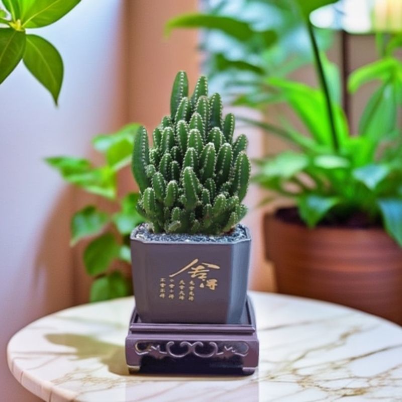 万重山绿植花卉电脑植物防辐射桌面多肉仙人球盆栽掌阳台聚财