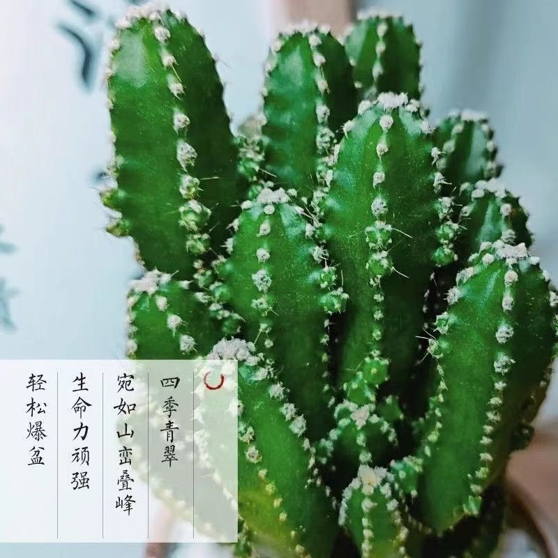 万重山绿植花卉电脑植物防辐射桌面多肉仙人球盆栽掌阳台聚财