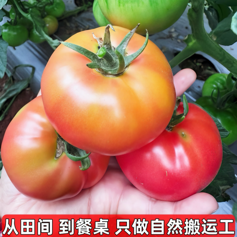 大红西红柿粉果西红柿吉多比利普罗旺斯水果西红柿