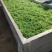 张家界莓茶