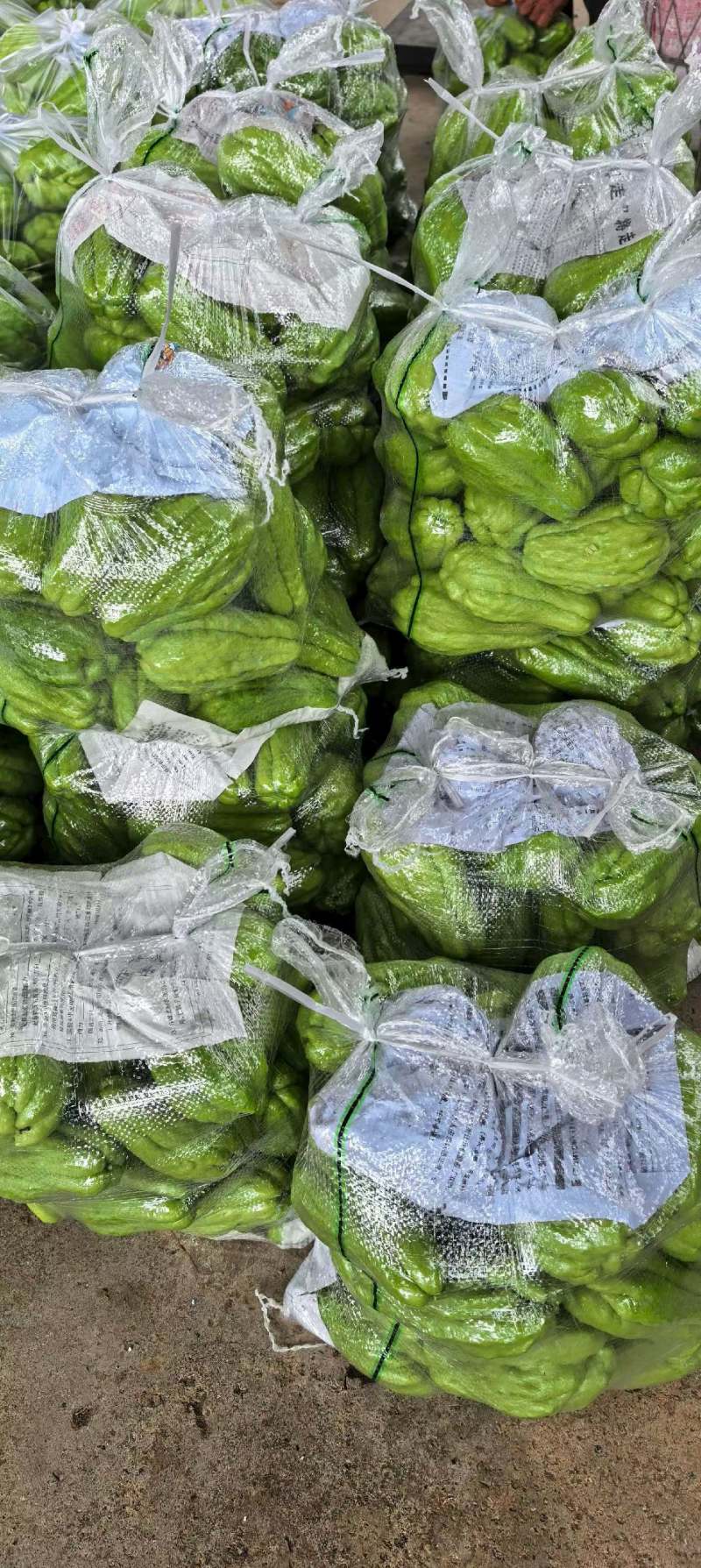 贵州佛手瓜质量精品品质保证