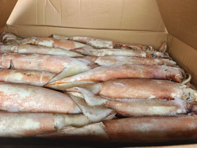 300/400船冻灯光真鱿