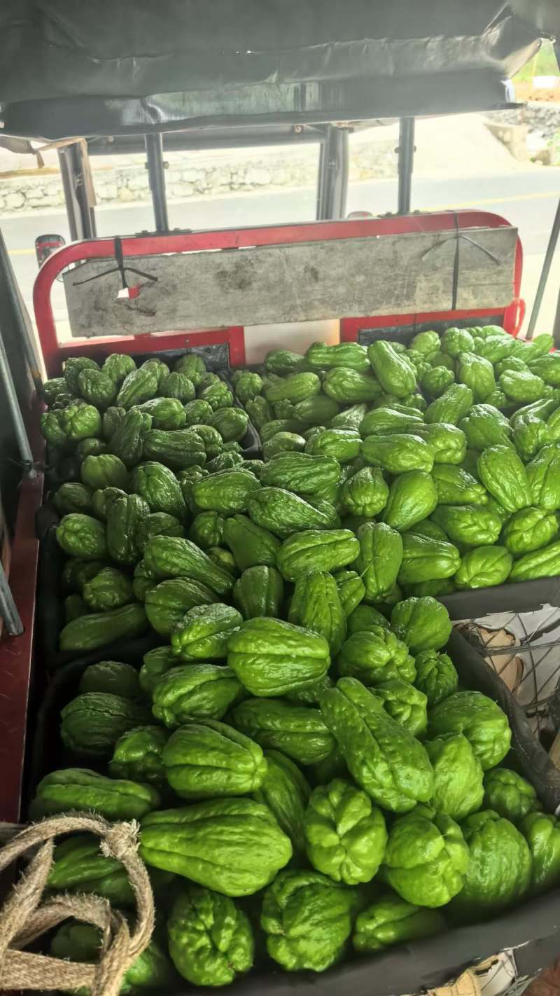 精品绿皮佛手瓜大量高山瓜，产地直发，一手货源