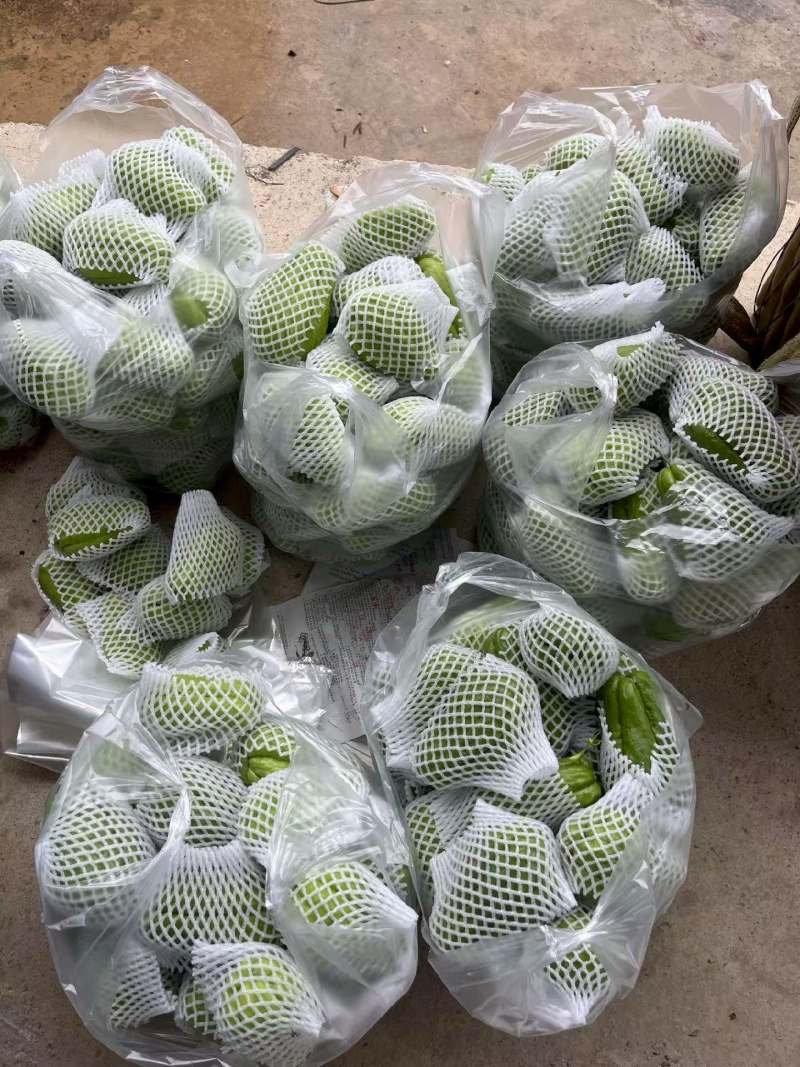 精品绿皮佛手瓜大量高山瓜，产地直发，一手货源