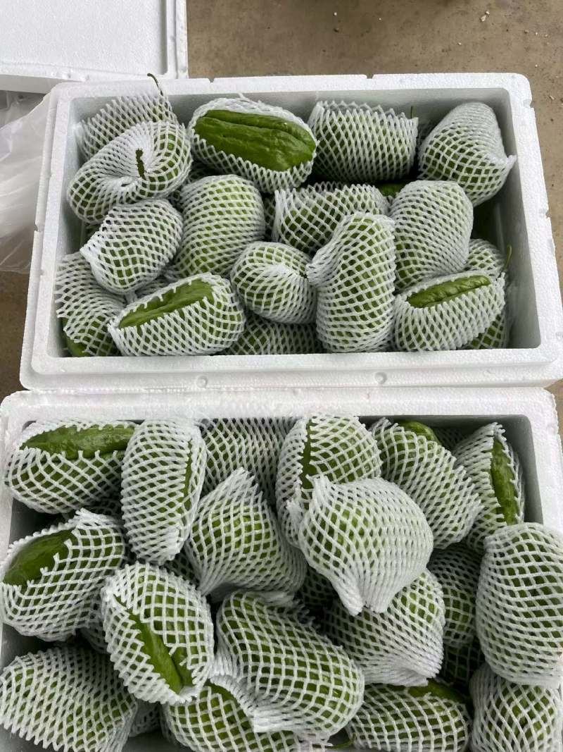 精品绿皮佛手瓜大量高山瓜，产地直发，一手货源