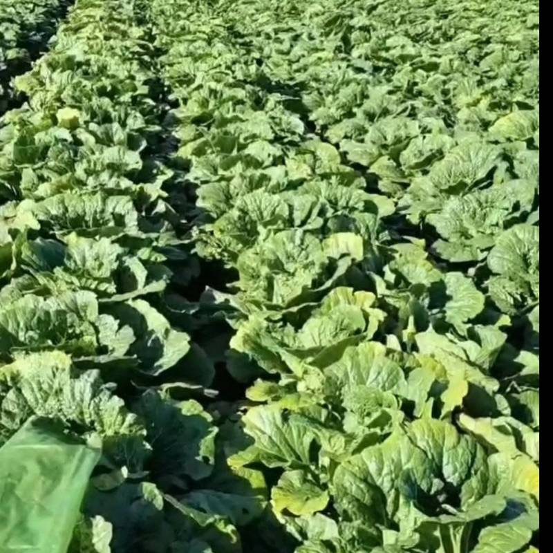 坝上沽源各种蔬菜代办