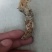 金蝉花