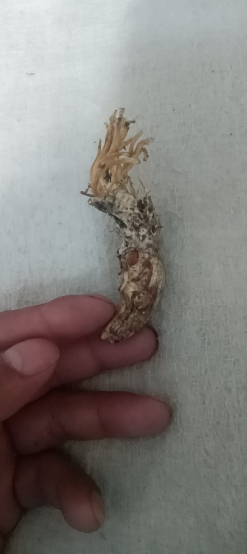 金蝉花