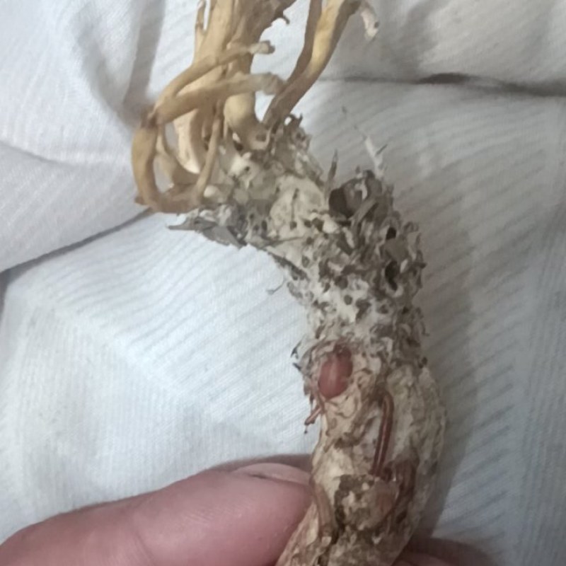 金蝉花