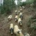 放养巴马香猪鲜肉批发四川生态跑山慢养香猪试吃