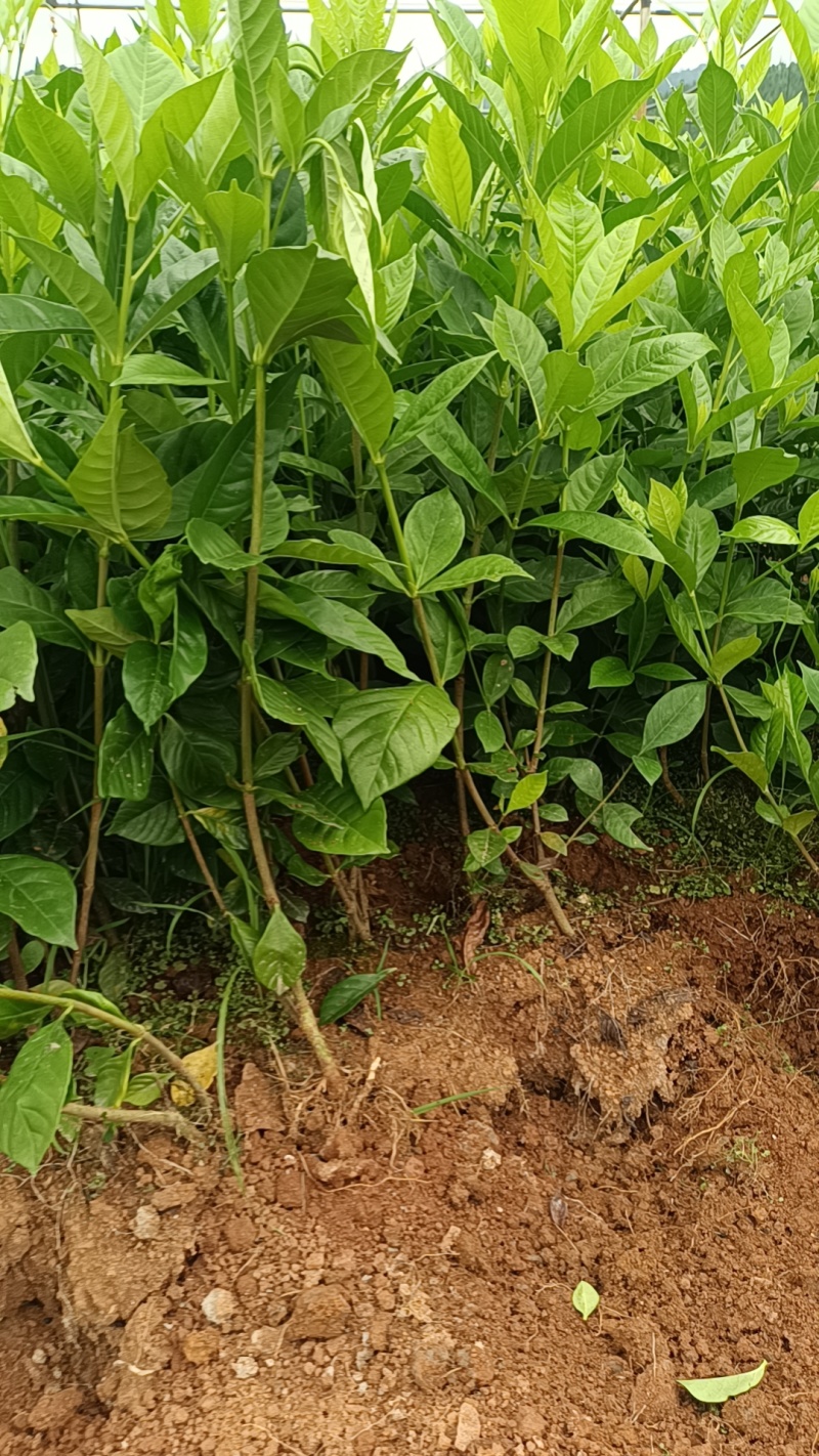阿里山1号水栀子苗