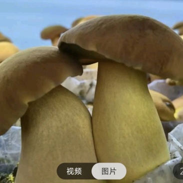 黄牛肝菌