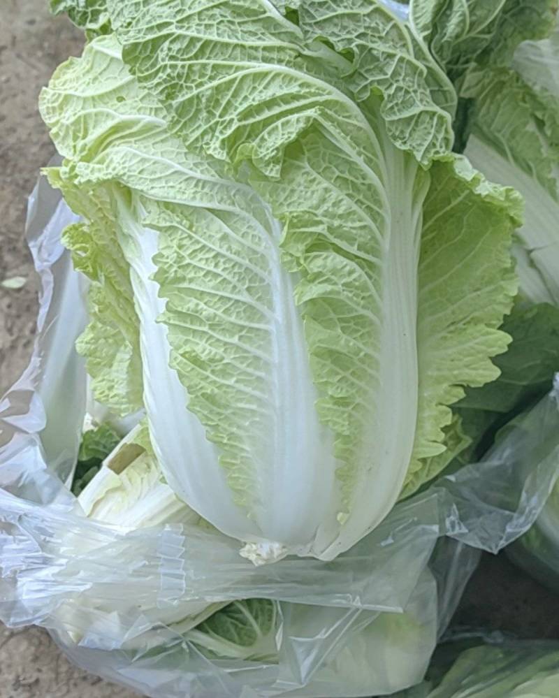 白菜