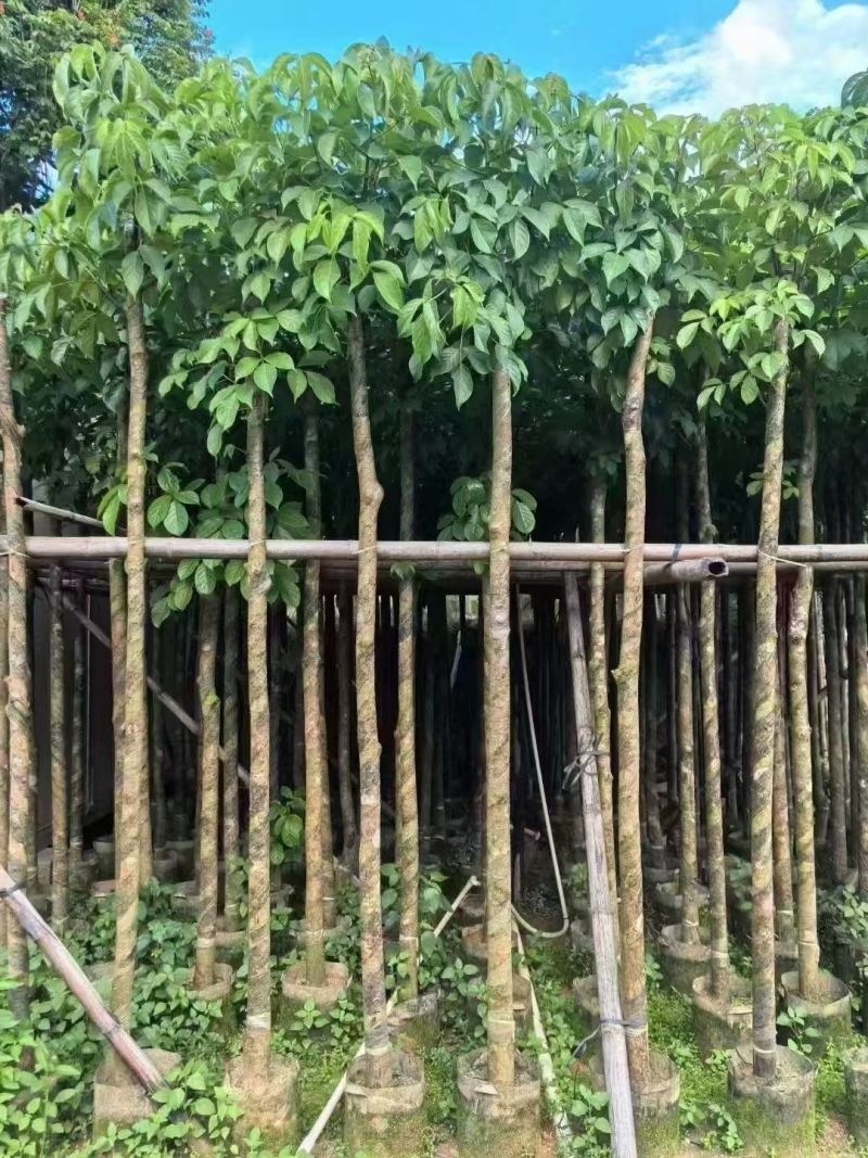 秋枫3-15分，大量现货待售