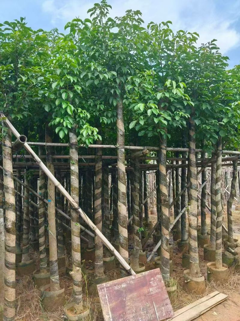 秋枫3-15分，大量现货待售