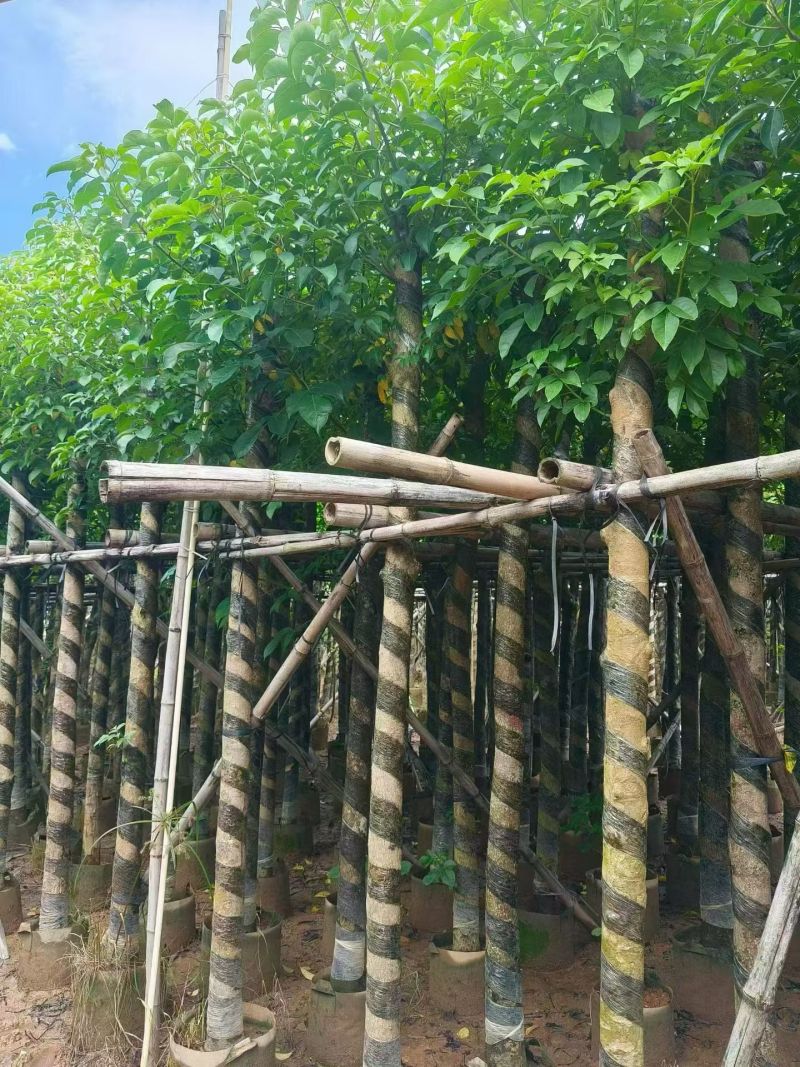 秋枫3-15分，大量现货待售