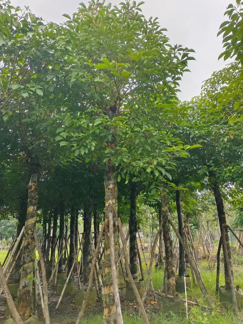秋枫3-15分，大量现货待售