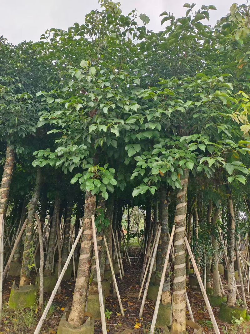 秋枫3-15分，大量现货待售