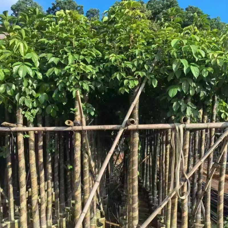秋枫3-15分，大量现货待售