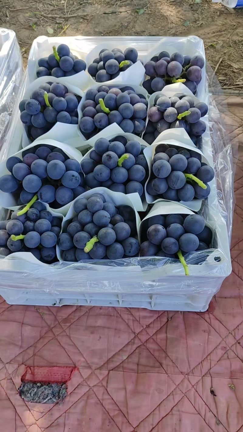 夏黑葡萄