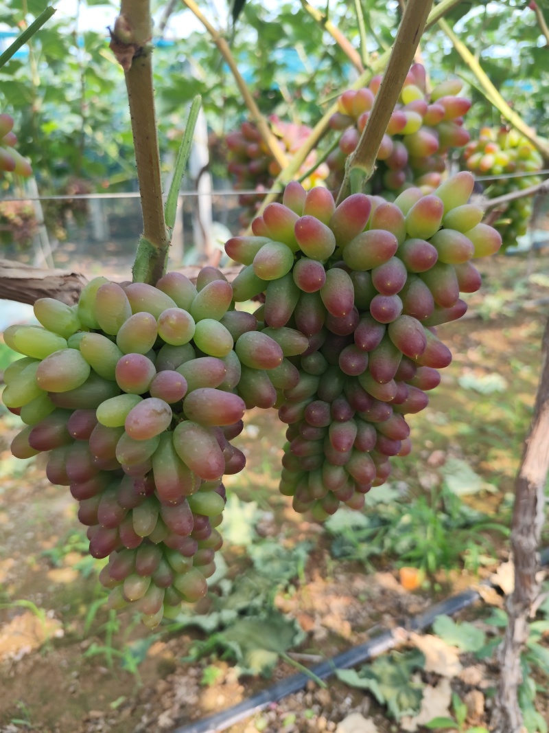 茉莉香葡萄