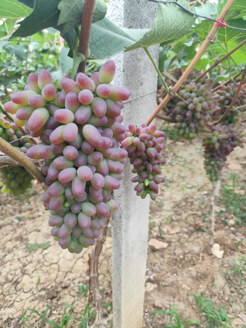 茉莉香葡萄