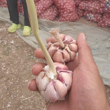 河北大名优质大蒜，蒜黄料产地直发品质保证量大从优