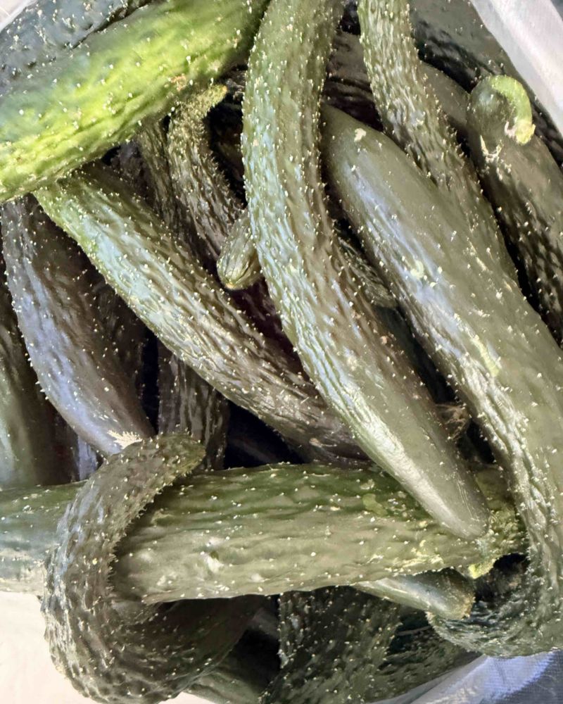 康大田园丨刺黄瓜丨量大优惠