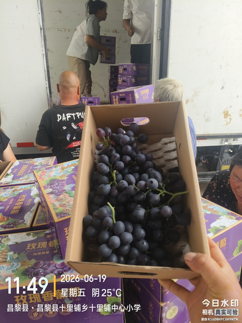 昌黎产地无籽玫瑰香葡萄