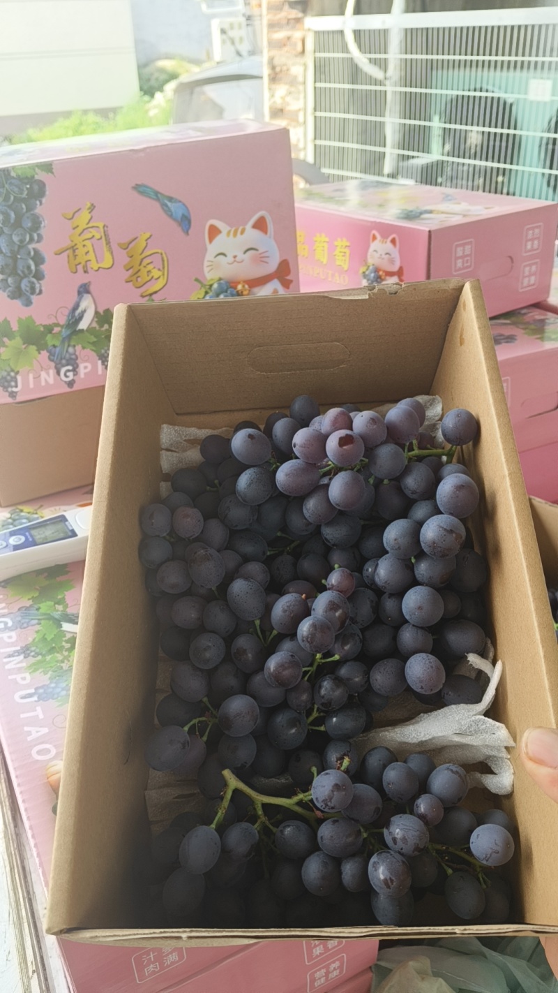 昌黎产地无籽玫瑰香葡萄