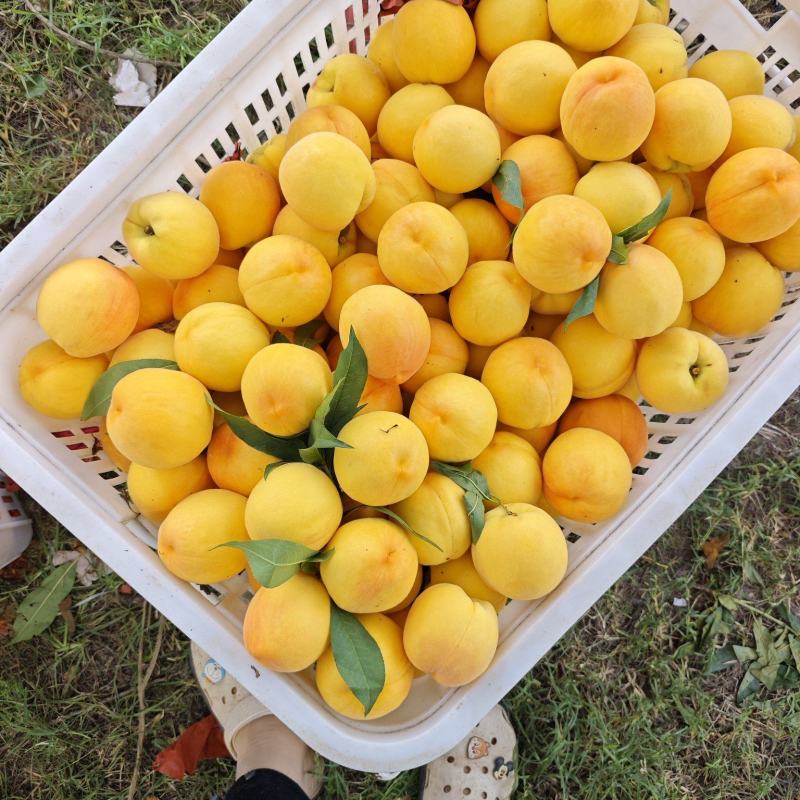 黄金凤黄毛桃
