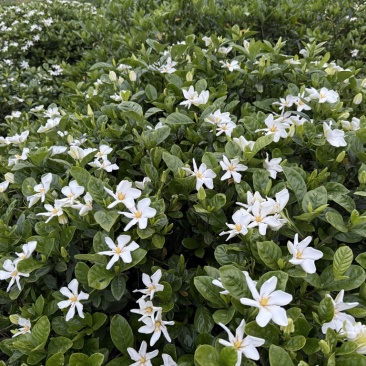栀子花