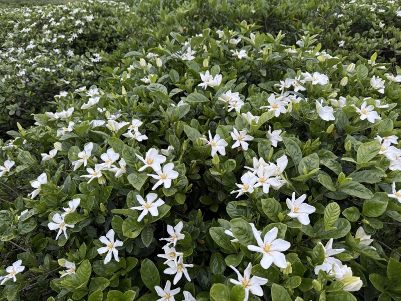 栀子花
