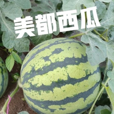 美都西瓜🍉