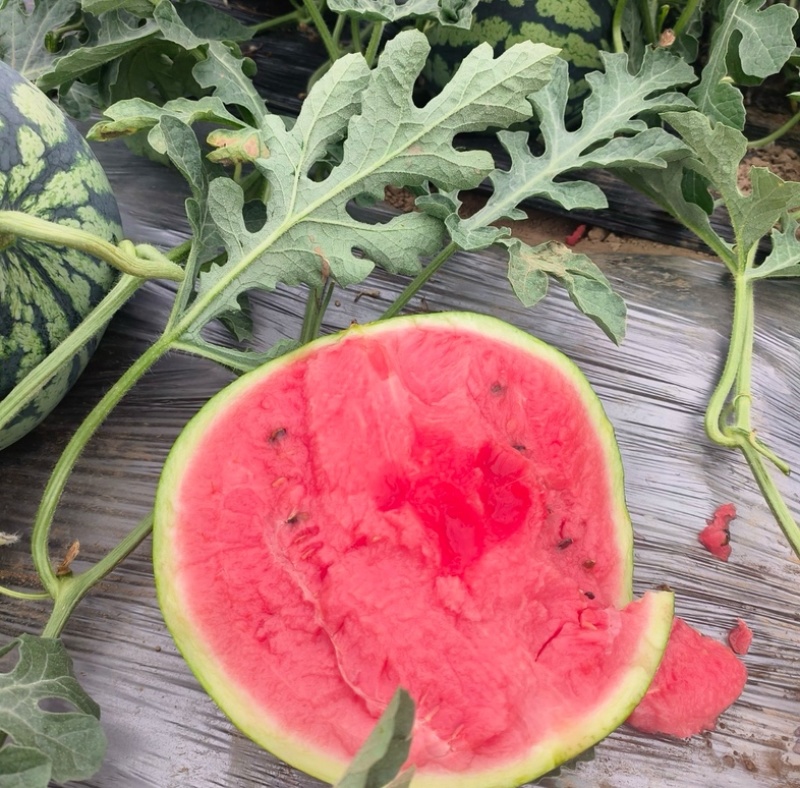 美都西瓜🍉