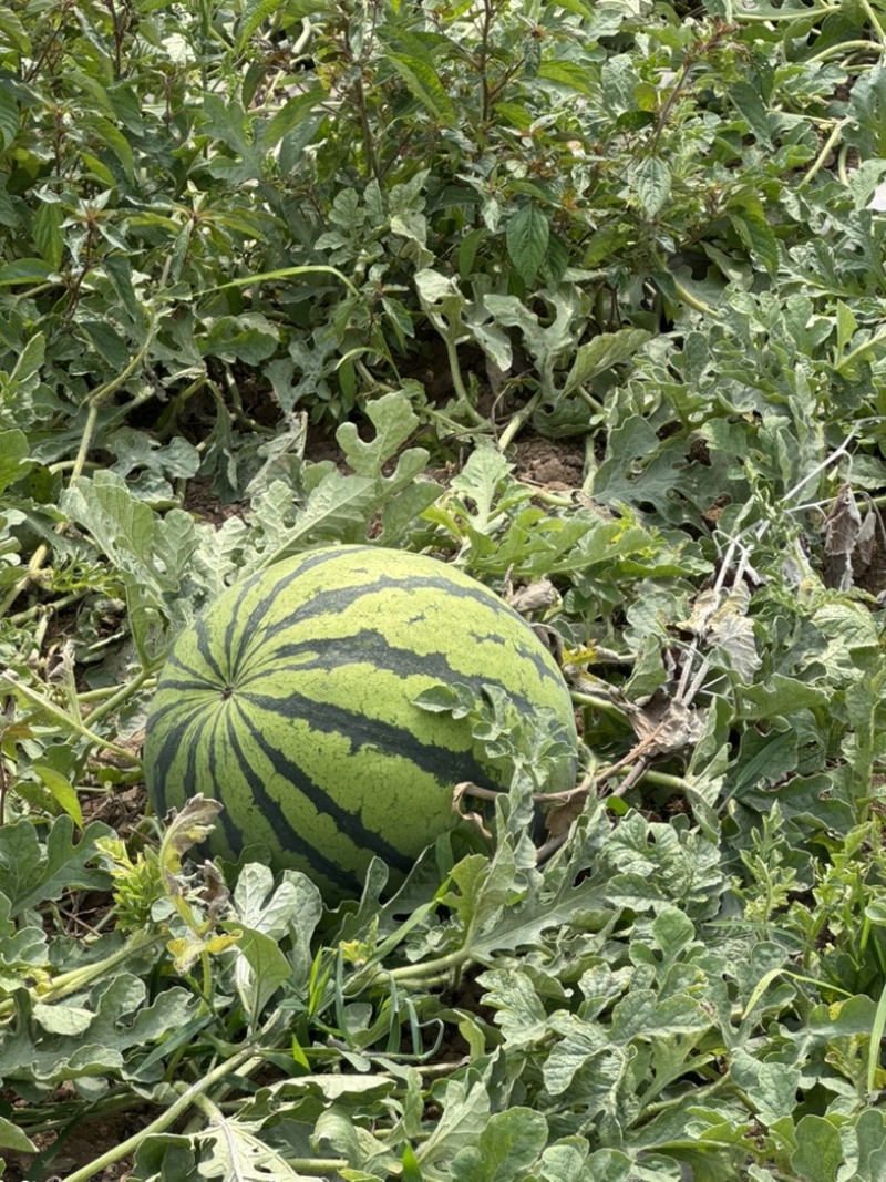 美都西瓜🍉