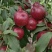 珍珠枣油桃，毛桃
