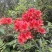 野生杜鹃花苗