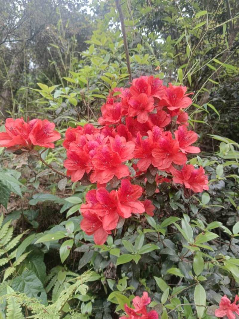 野生杜鹃花苗