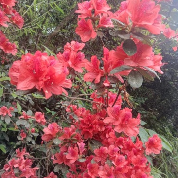 野生杜鹃花苗