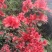 野生杜鹃花苗