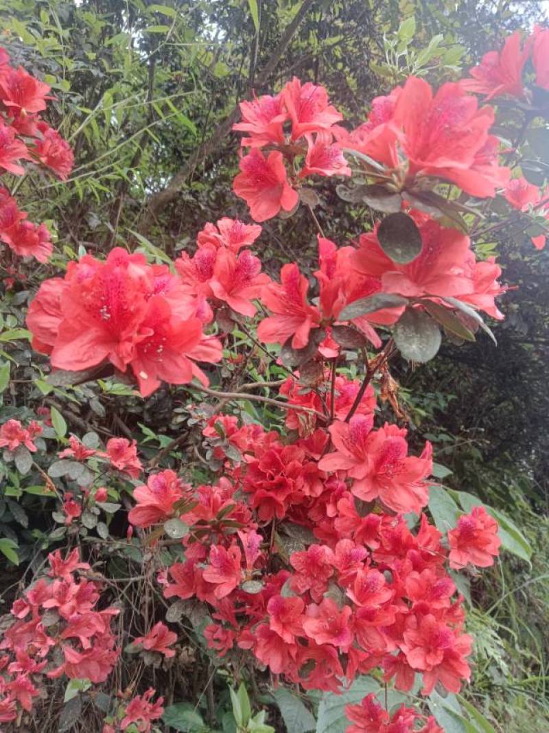 野生杜鹃花苗